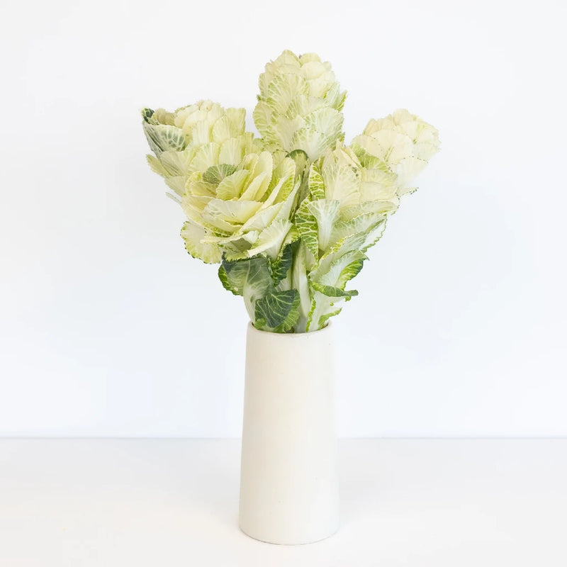 Ivory Princess Kale Vase - Image