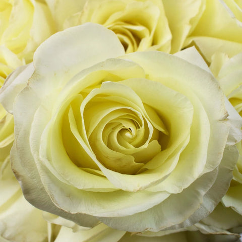 Ivory Rose Flower Up Close