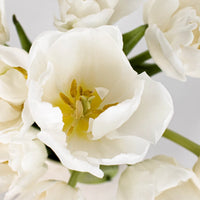 Casablanca Cream Double Tulip Wholesale Flower Up close