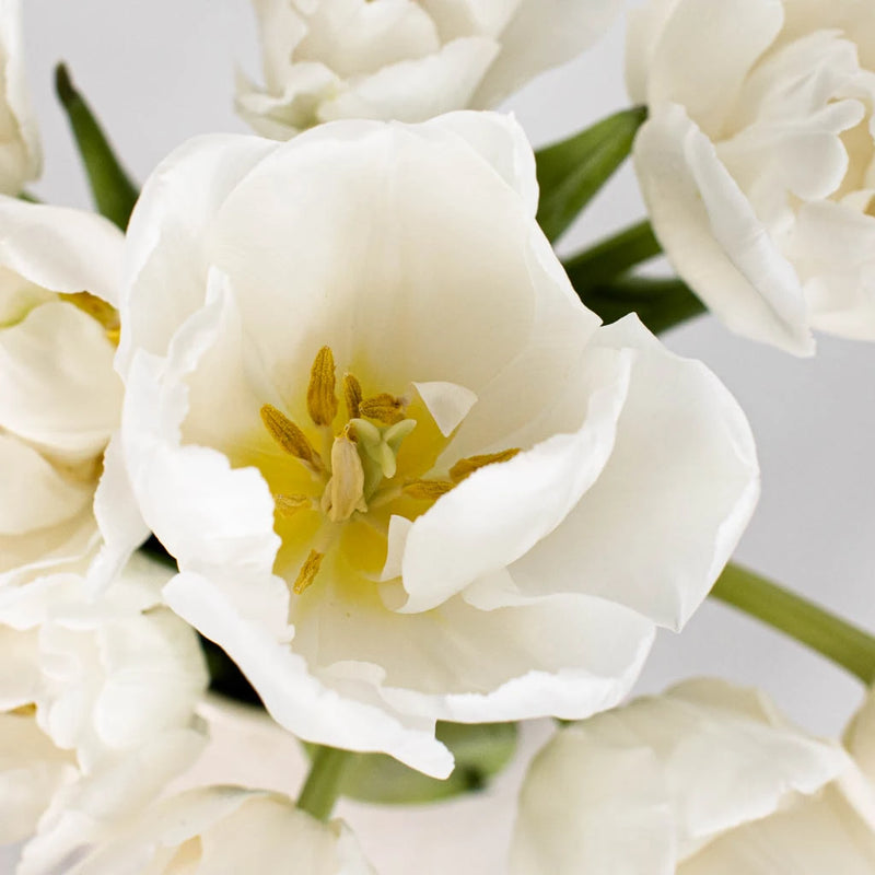 Casablanca Cream Double Tulip Wholesale Flower Up close