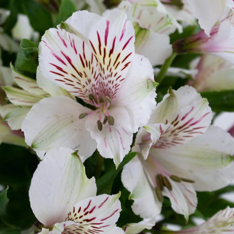 Ivory White alstroemeria Wholesale Flower Upclose