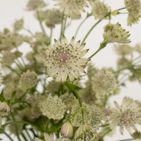 Ivory White Wedding Astrantia Flowers Close Up - Image