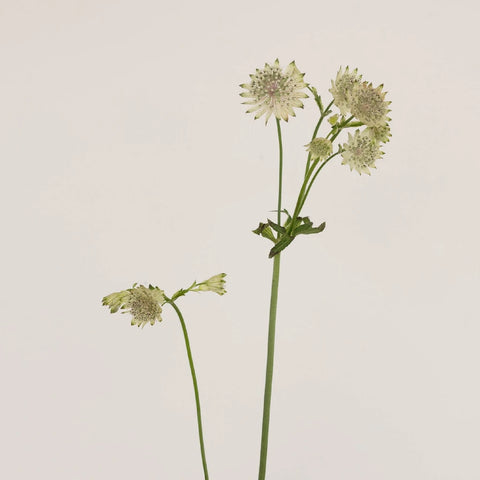 Ivory White Wedding Astrantia Flowers Stem - Image