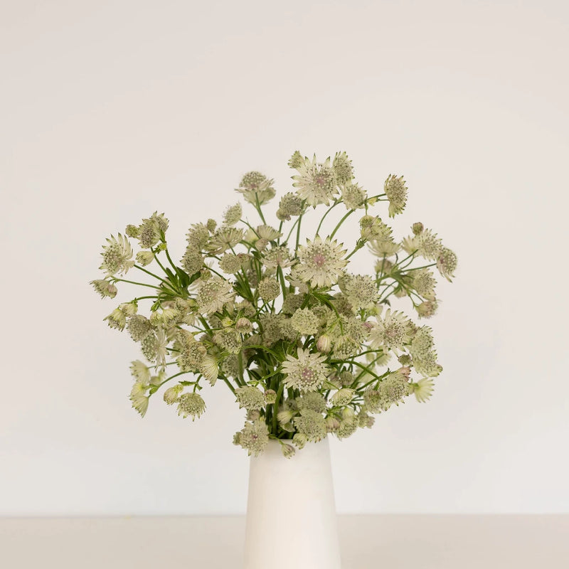 Ivory White Wedding Astrantia Flowers Vase - Image