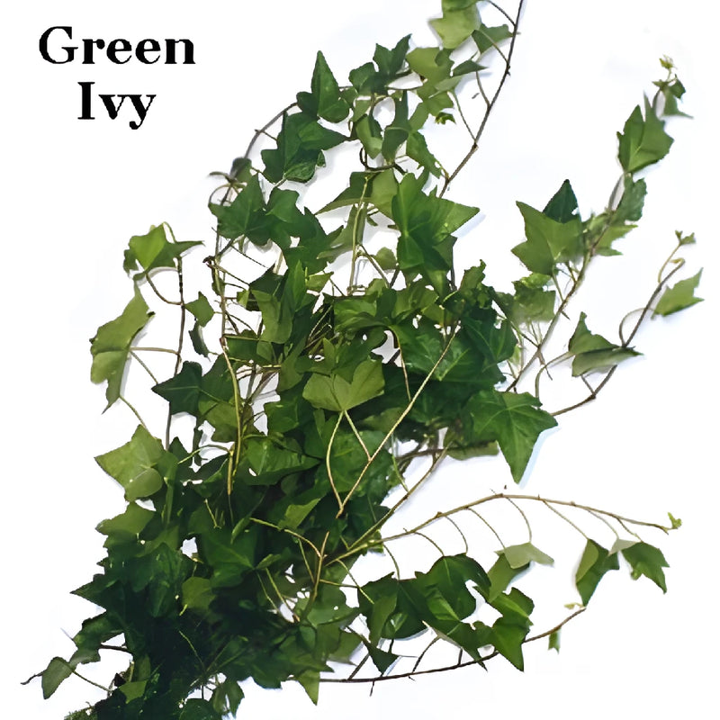 Fern and Ivy Greens Garland