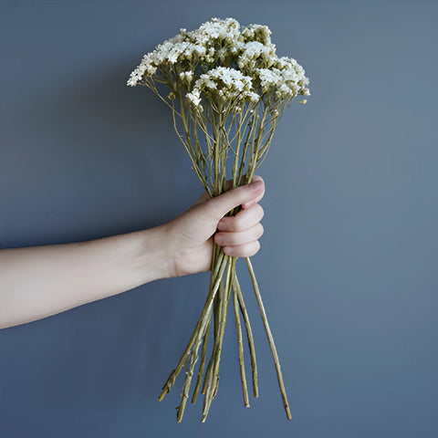 Dried White Mountain Daisy