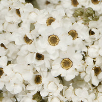 Dried White Mountain Daisy