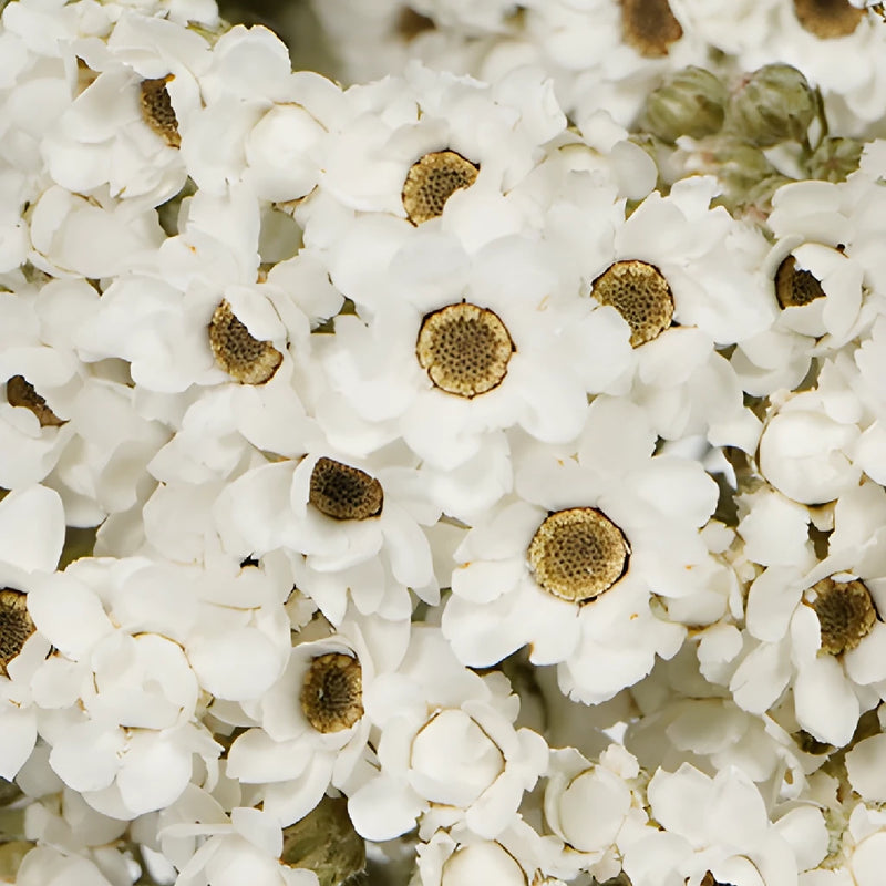 Dried White Mountain Daisy