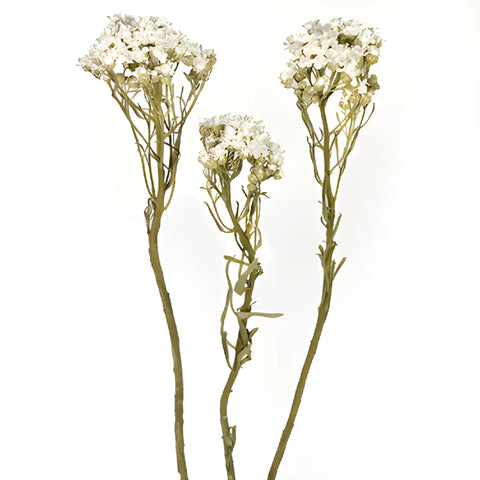 Dried White Mountain Daisy
