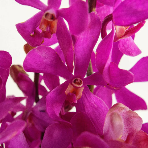 Jaguar Pink Mokara Orchids Close Up - Image