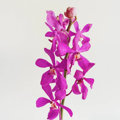 Jaguar Pink Mokara Orchids Stem - Image