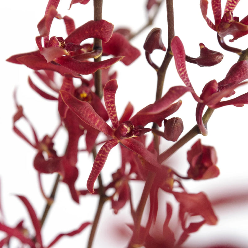 James Storie Red Aranthera Orchids Close Up - Image