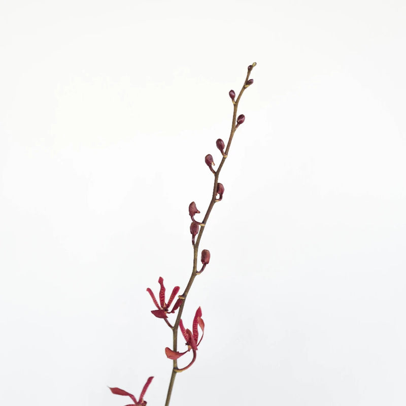 James Storie Red Aranthera Orchids Stem - Image