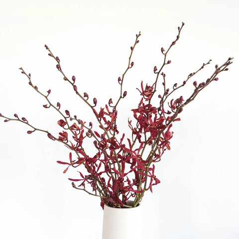 James Storie Red Aranthera Orchids Vase - Image