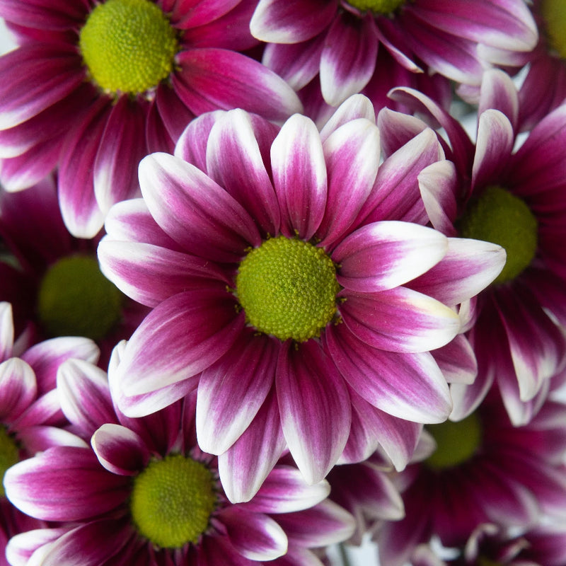 Jazz City Micro Daisy Flower Close Up - Image