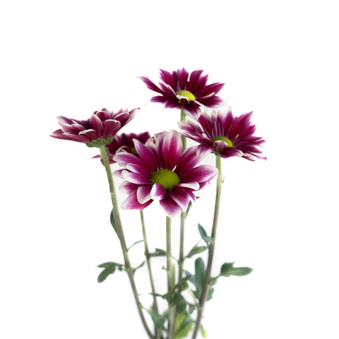 Jazz City Micro Daisy Flower Stem - Image
