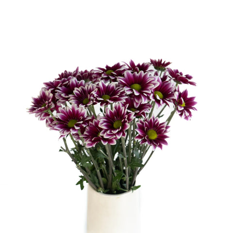 Jazz City Micro Daisy Flower Vase - Image