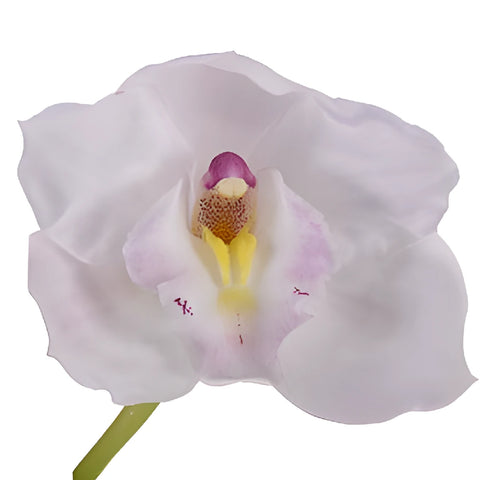 White Blush Pink Lip Cymbidium Orchids