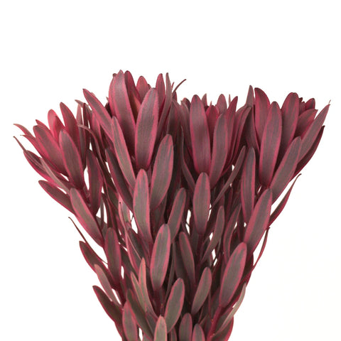 Jester Leucadendron Close Up - Image