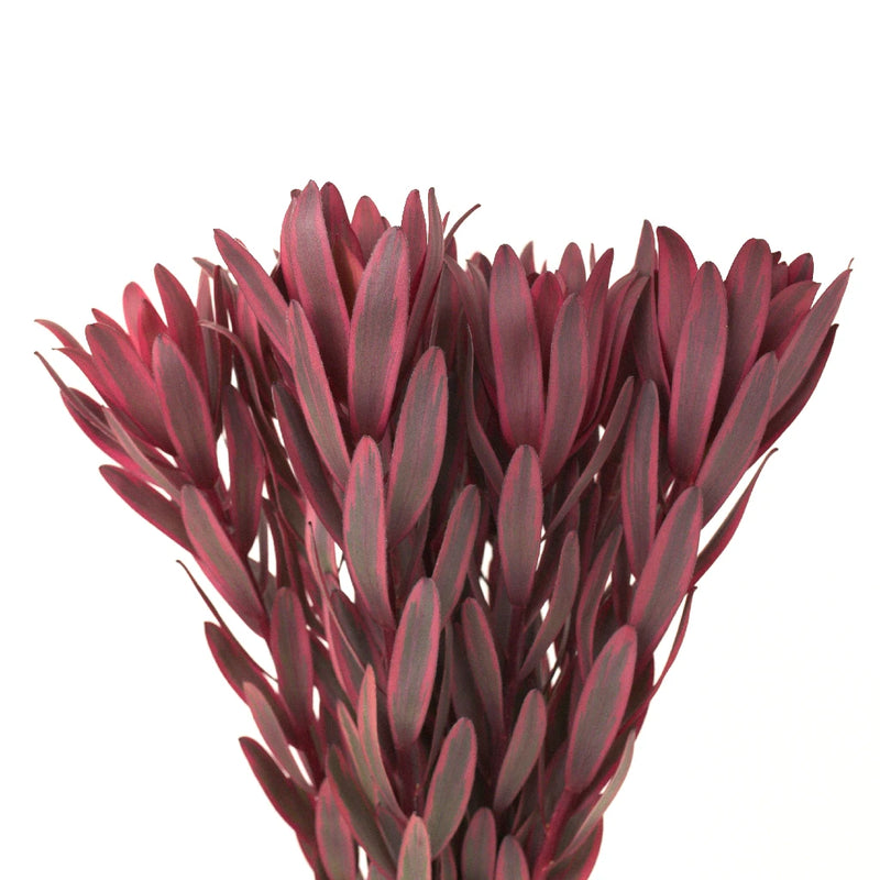 Jester Leucadendron Close Up - Image
