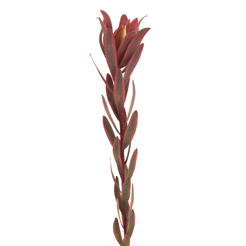 Jester Leucadendron Stem - Image