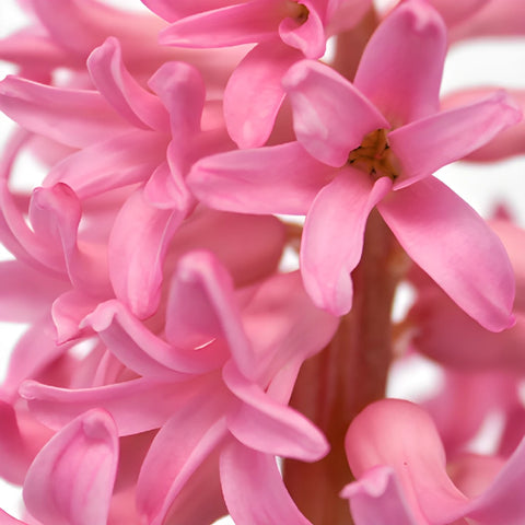 Pink Hyacinth Flowers