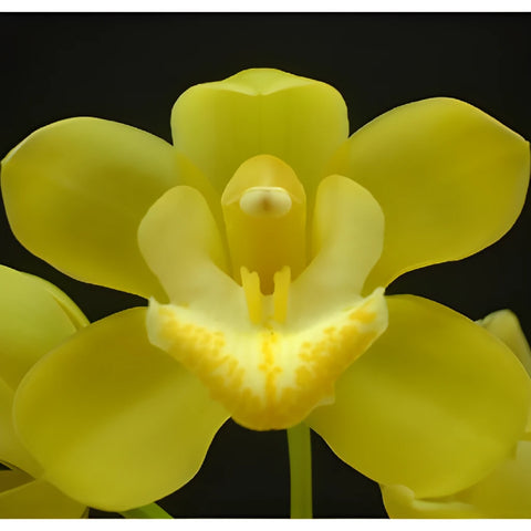 Lemon Icicle Mini Cymbidium Orchid