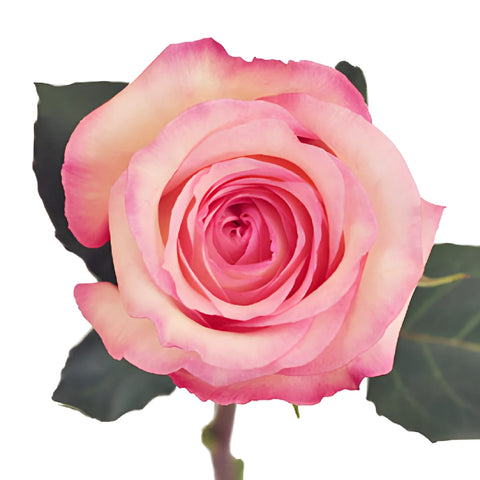 Butterfly Pink Rose