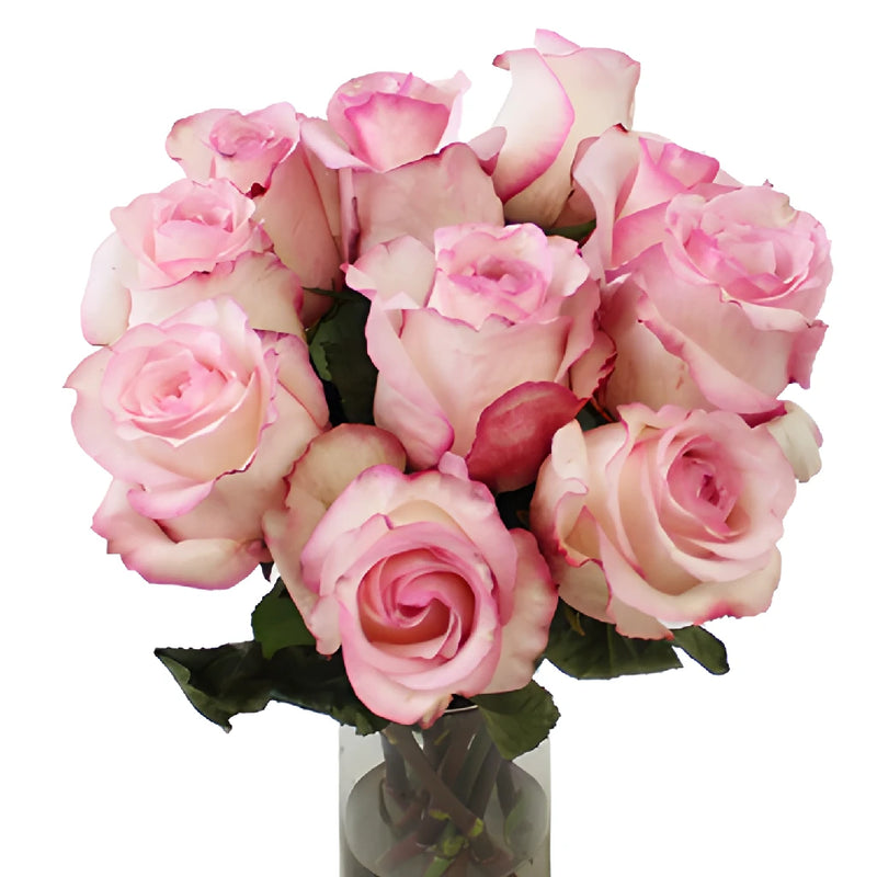 Buy Wholesale Delicious Pink Rose in Bulk - FiftyFlowers
