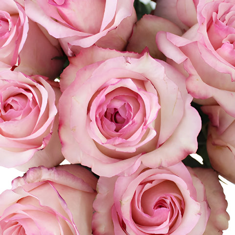 Delicious Pink Rose