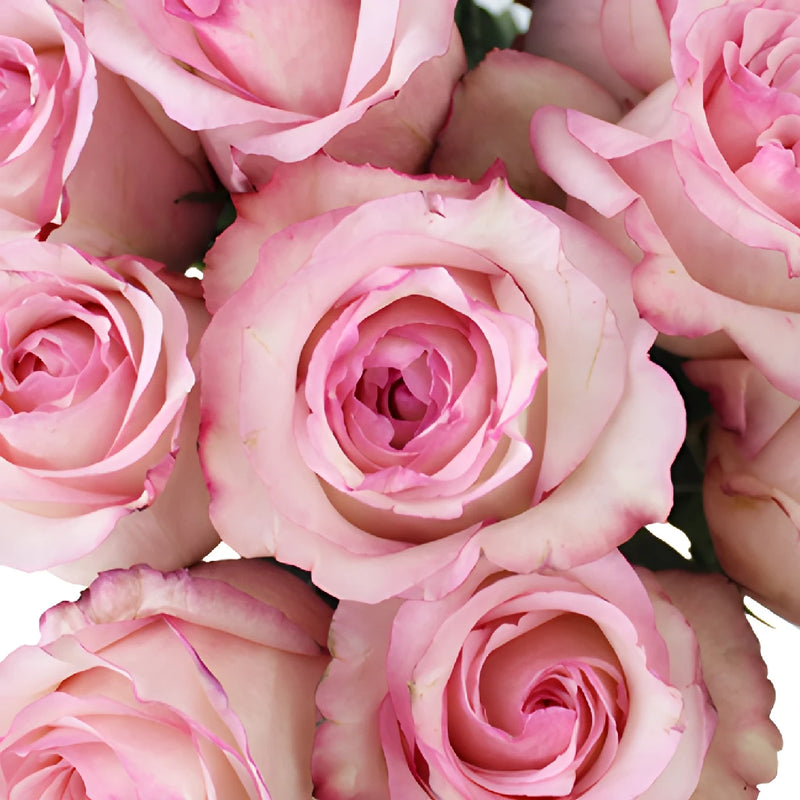 Delicious Pink Rose