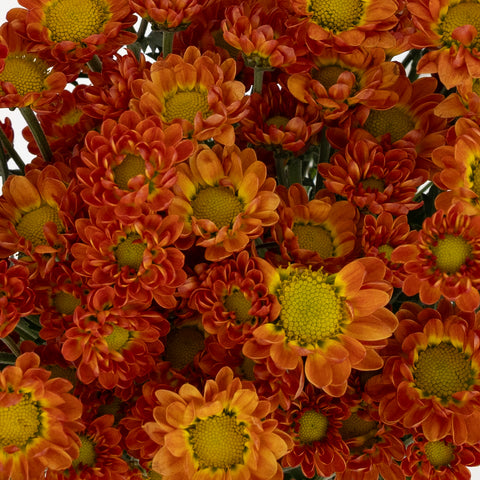 Juicy Close Up - Image