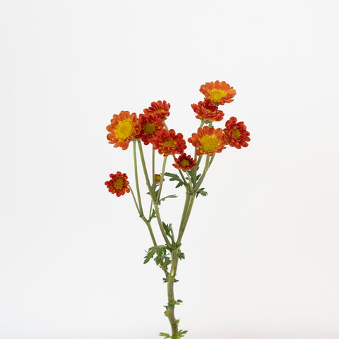 Juicy Stem - Image