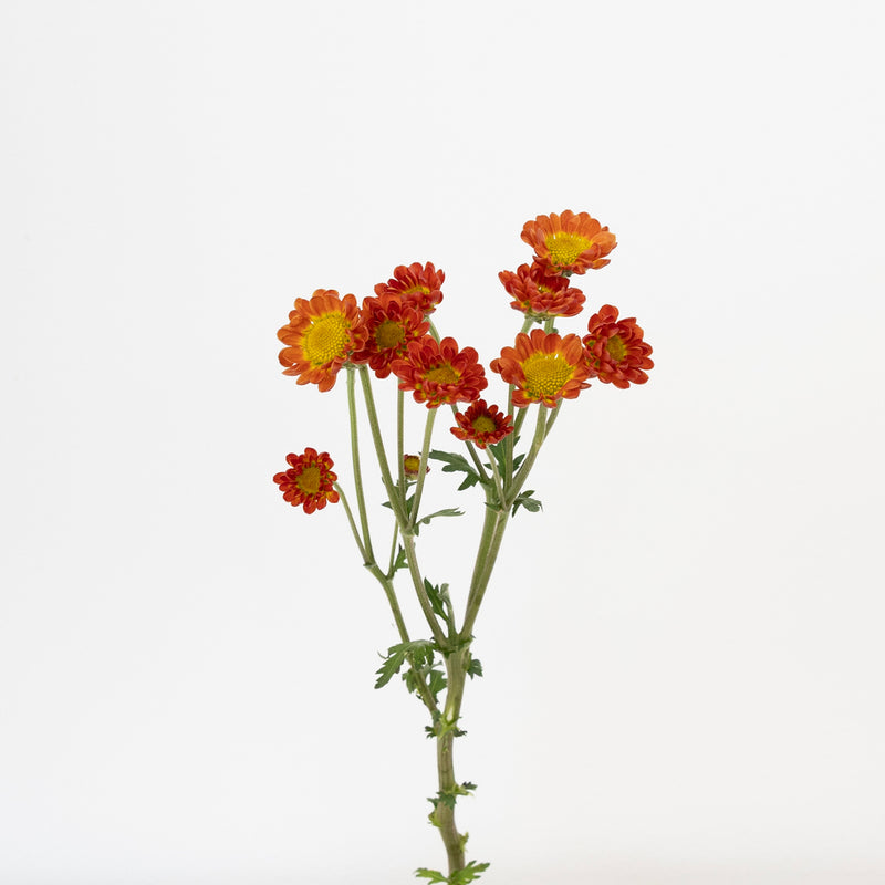 Juicy Stem - Image