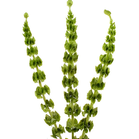 July Wedding Molucella Bells of Ireland DIY Flower Kit Bunch