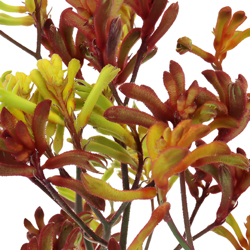 Mixed Color Kangaroo Paw Flowers