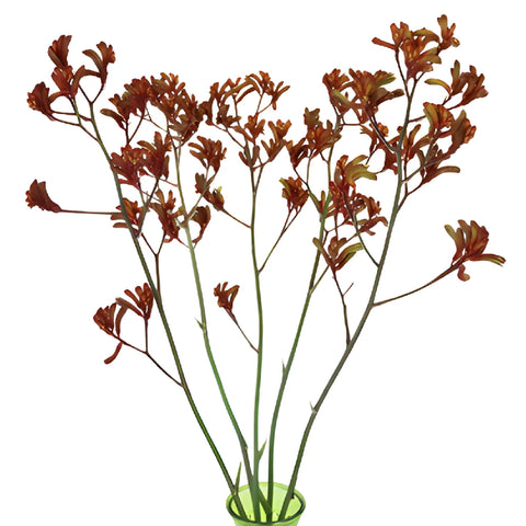 Deep Red Kangaroo Paw Flowers
