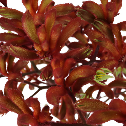 Deep Red Kangaroo Paw Flowers