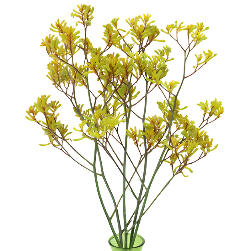 Greeny Yellow Kangaroo Paw Flowers