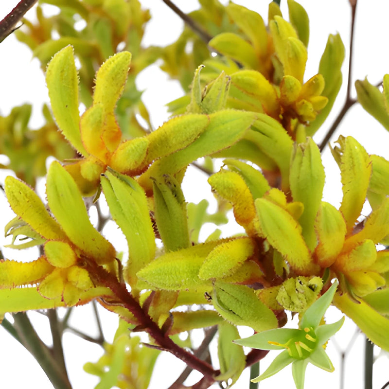 Greeny Yellow Kangaroo Paw Flowers