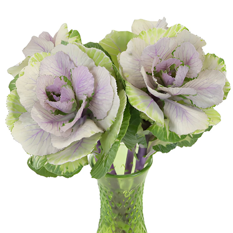 Lilac Green Kale Flowers
