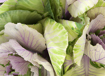 Lilac Green Kale Flowers