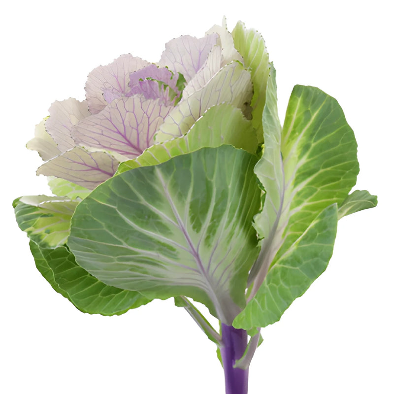 Lilac Green Kale Flowers
