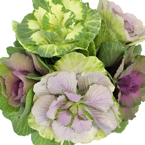 Assorted Colors Kale Mix
