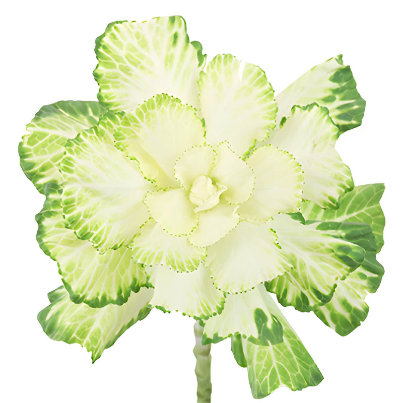 Creamy Green Ornamental Kale Flowers