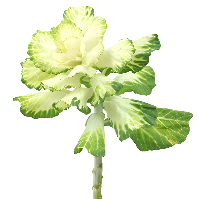 Creamy Green Ornamental Kale Flowers