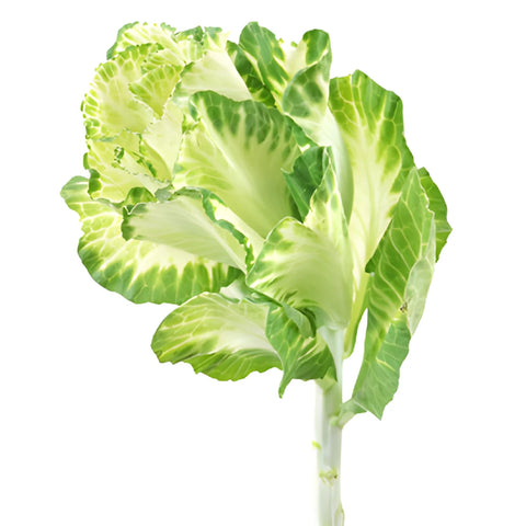 Creamy Green Ornamental Kale Flowers