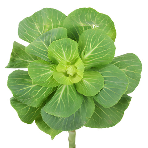 Green Designer Ornamental Kale Flowers