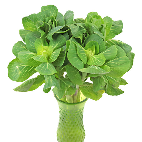 Green Designer Ornamental Kale Flowers