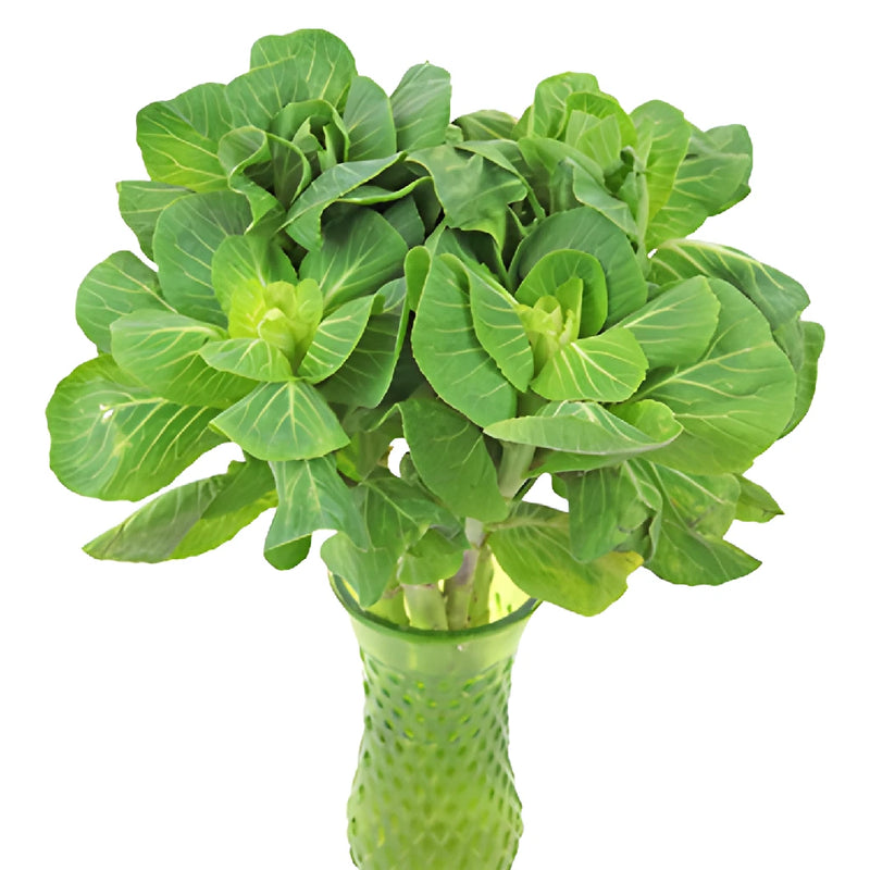 Green Designer Ornamental Kale Flowers